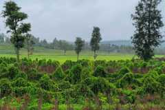 IMG-20251022-WA0012