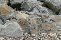 Le-tourne-pierre-à-collier-peut-être