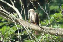 IMG-20251019-WA0043