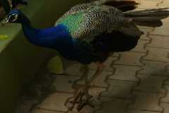 IMG-20251019-WA0044