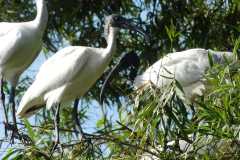 IMG-20251019-WA0045